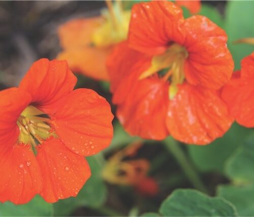 Nasturtium flowers